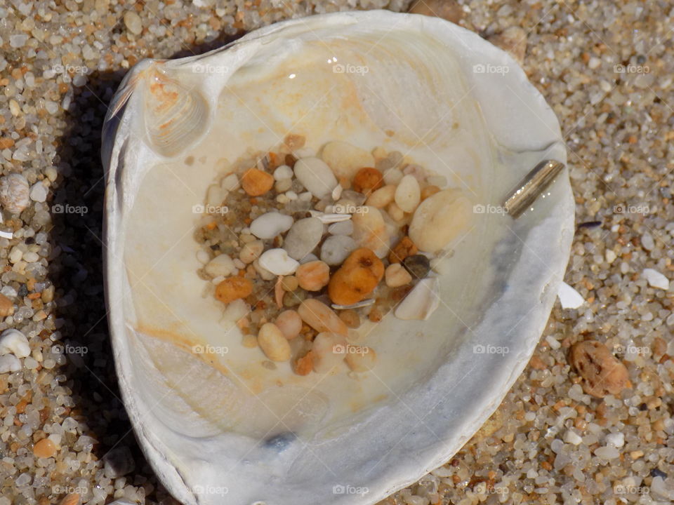 Clam shell on beach