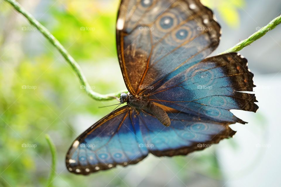 Blue Morpho Butterfly
