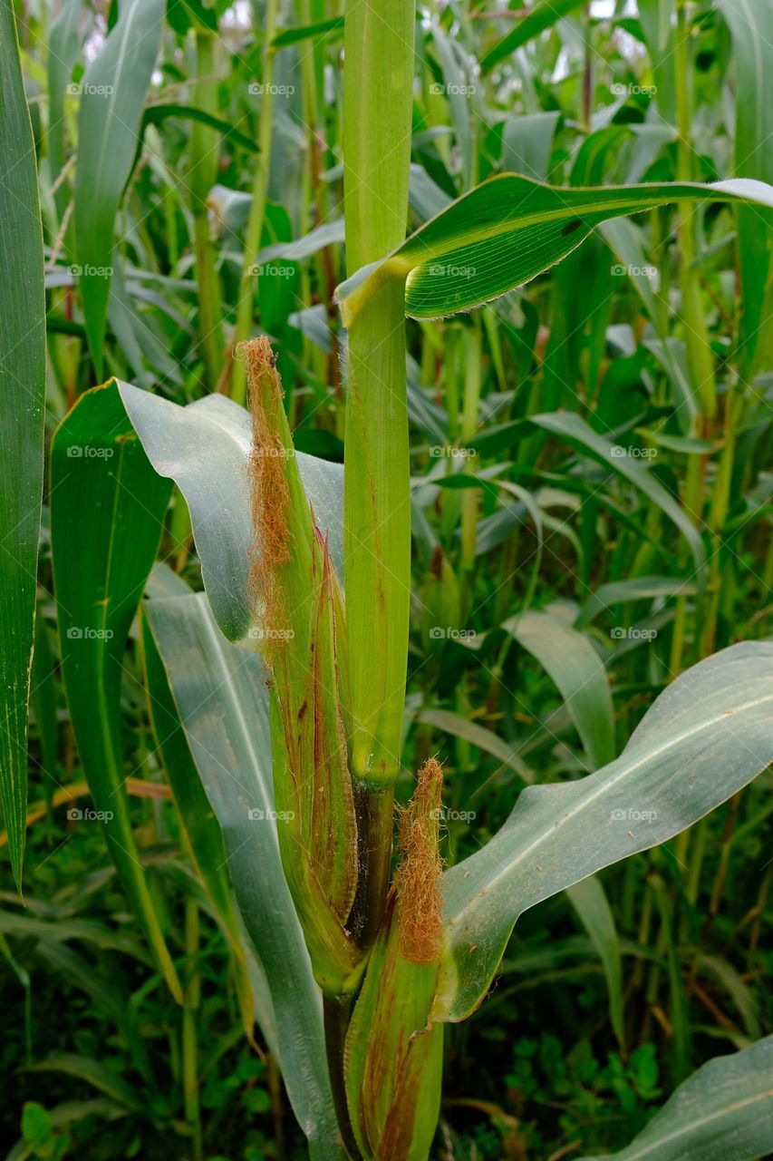 Corn plantation in an arid valley