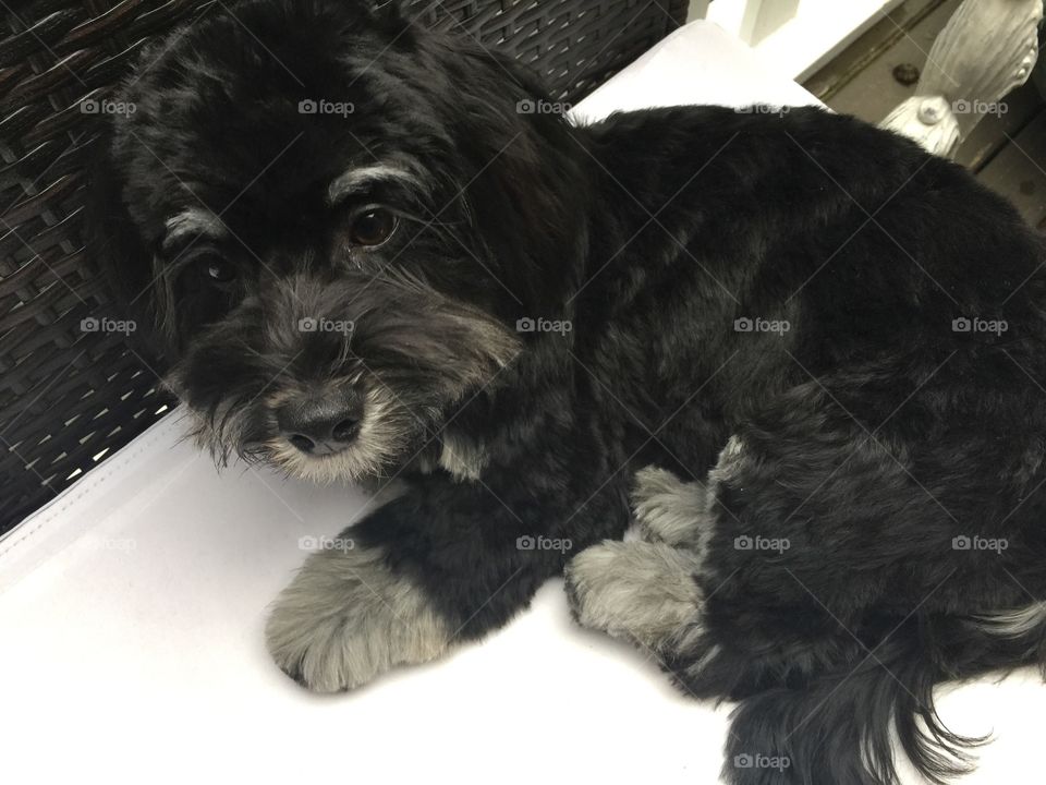 Havanese puppy cuddling into the chair awaiting pets from master