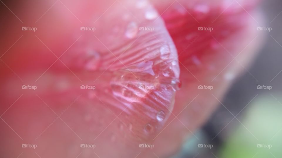 Extreme close-up of raindrop on pink flower petal