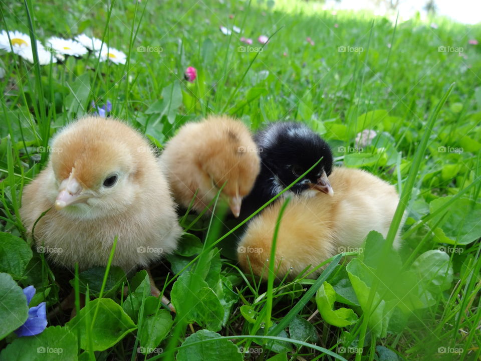 baby chicks