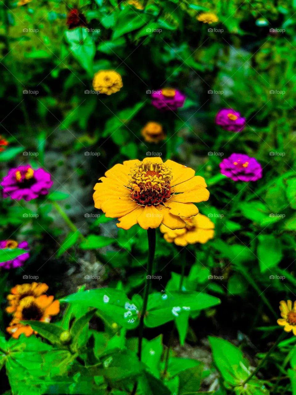This zinnia flower looks very beautiful. There is a red circle in the middle of the flower.  And the yellow leaves look very beautiful.