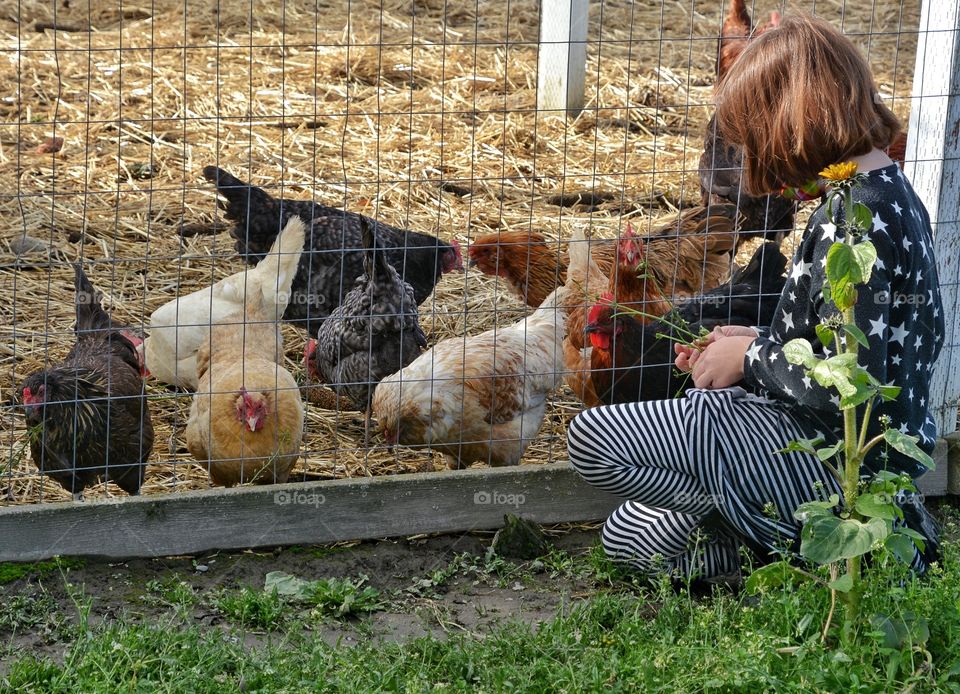 Girl watching the chickens