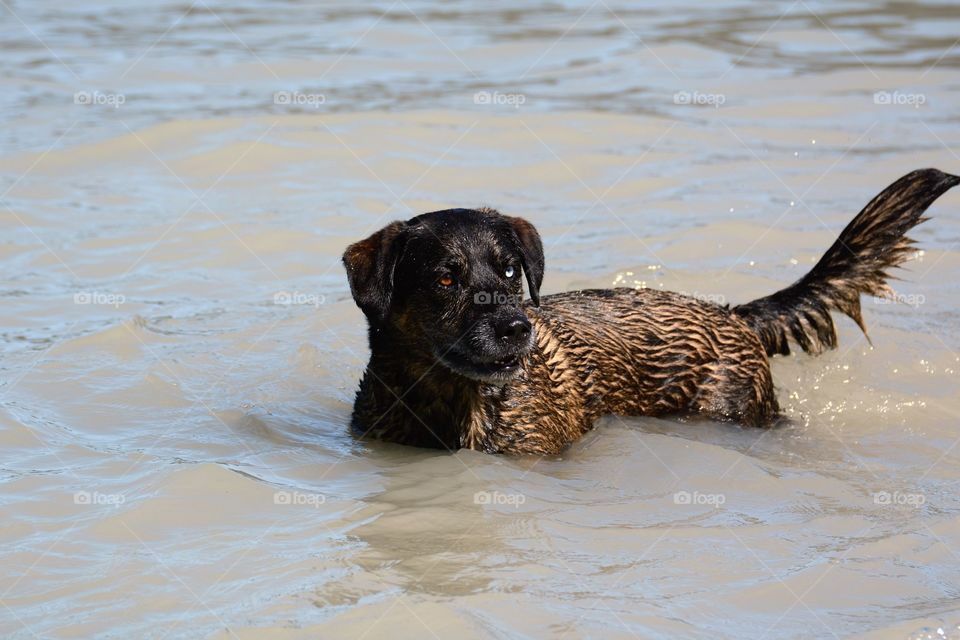 Dog in Lake