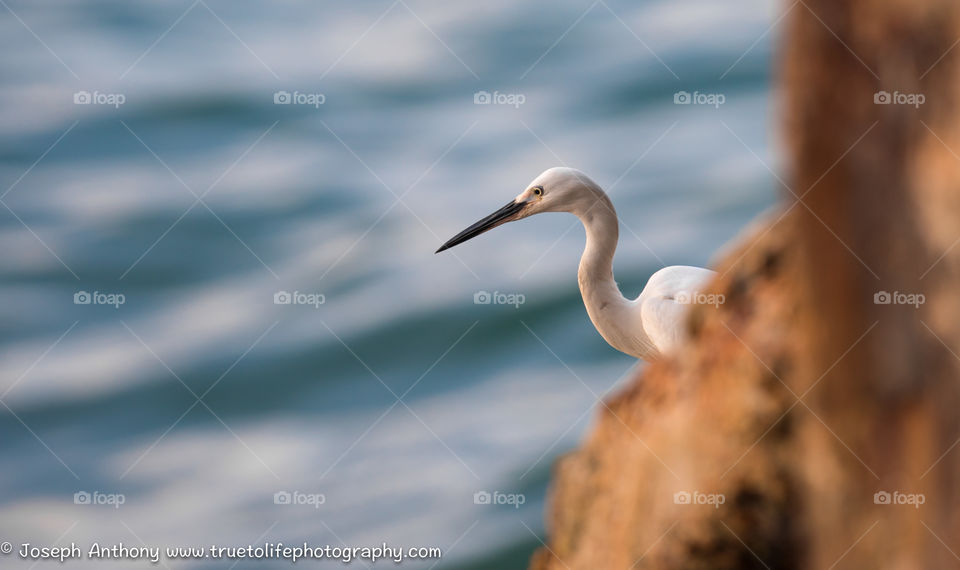 Little egret. Fishing by a jetty 