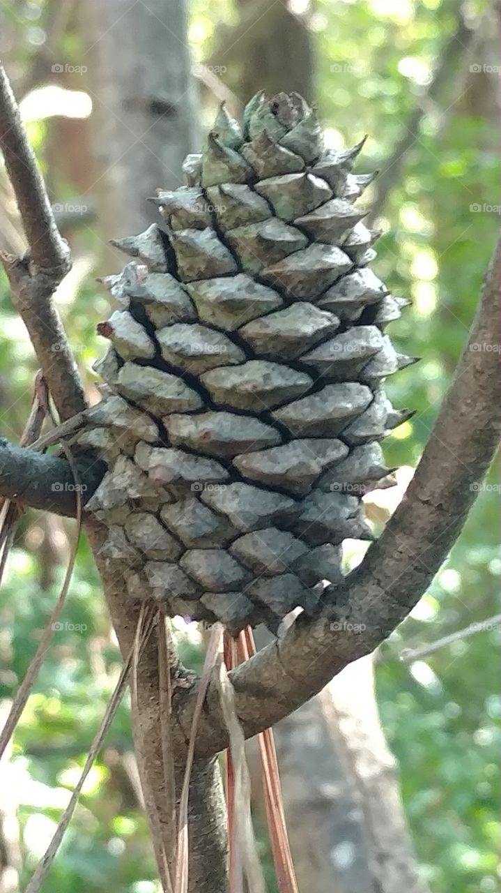 Nature, Tree, Outdoors, Food, Leaf