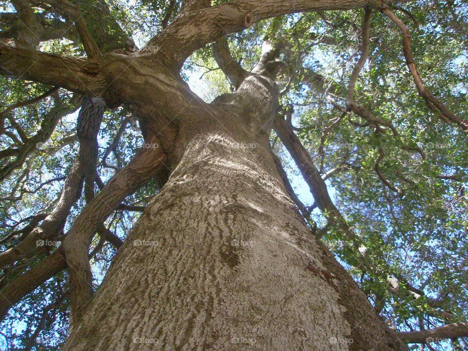 Upward tree