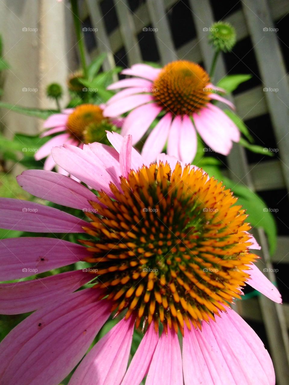 Pink Coneflowers in a row, closeup, green leaves.