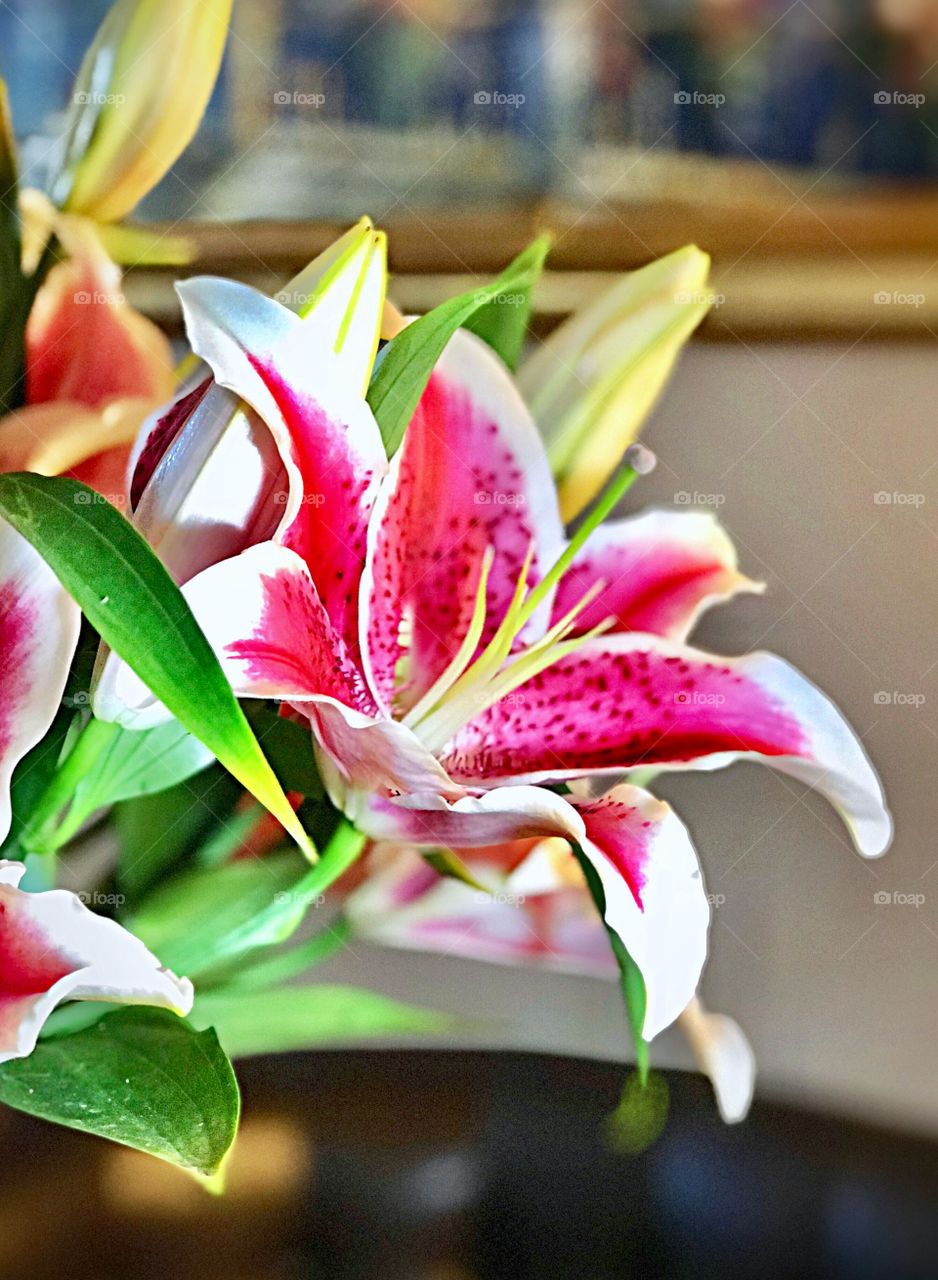 Stargazer Lilies