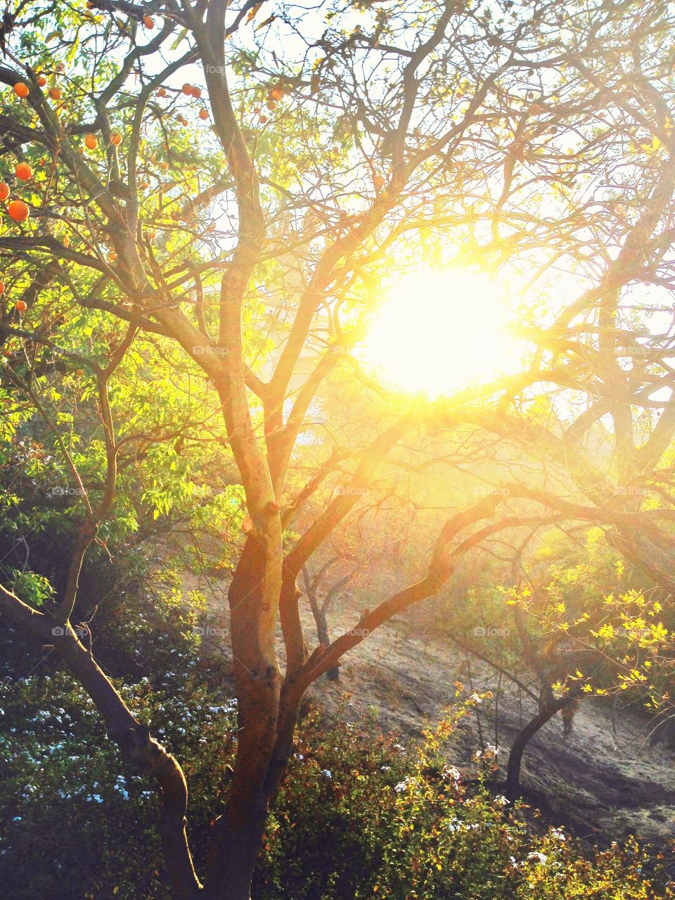 Sunshine. Sun setting behind tree