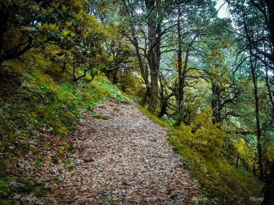 beautiful way to forest