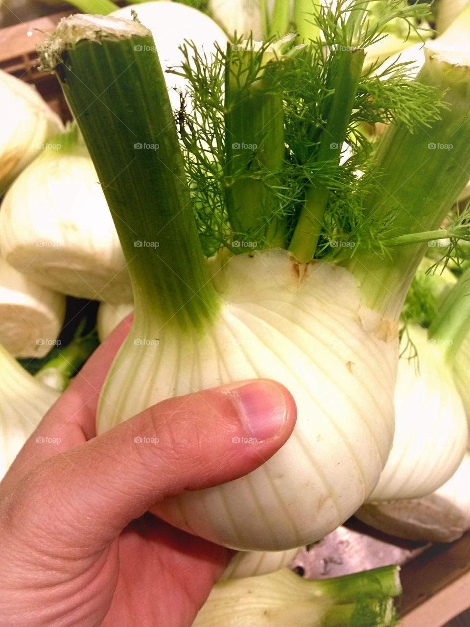 Close-up of human's hand holding onion