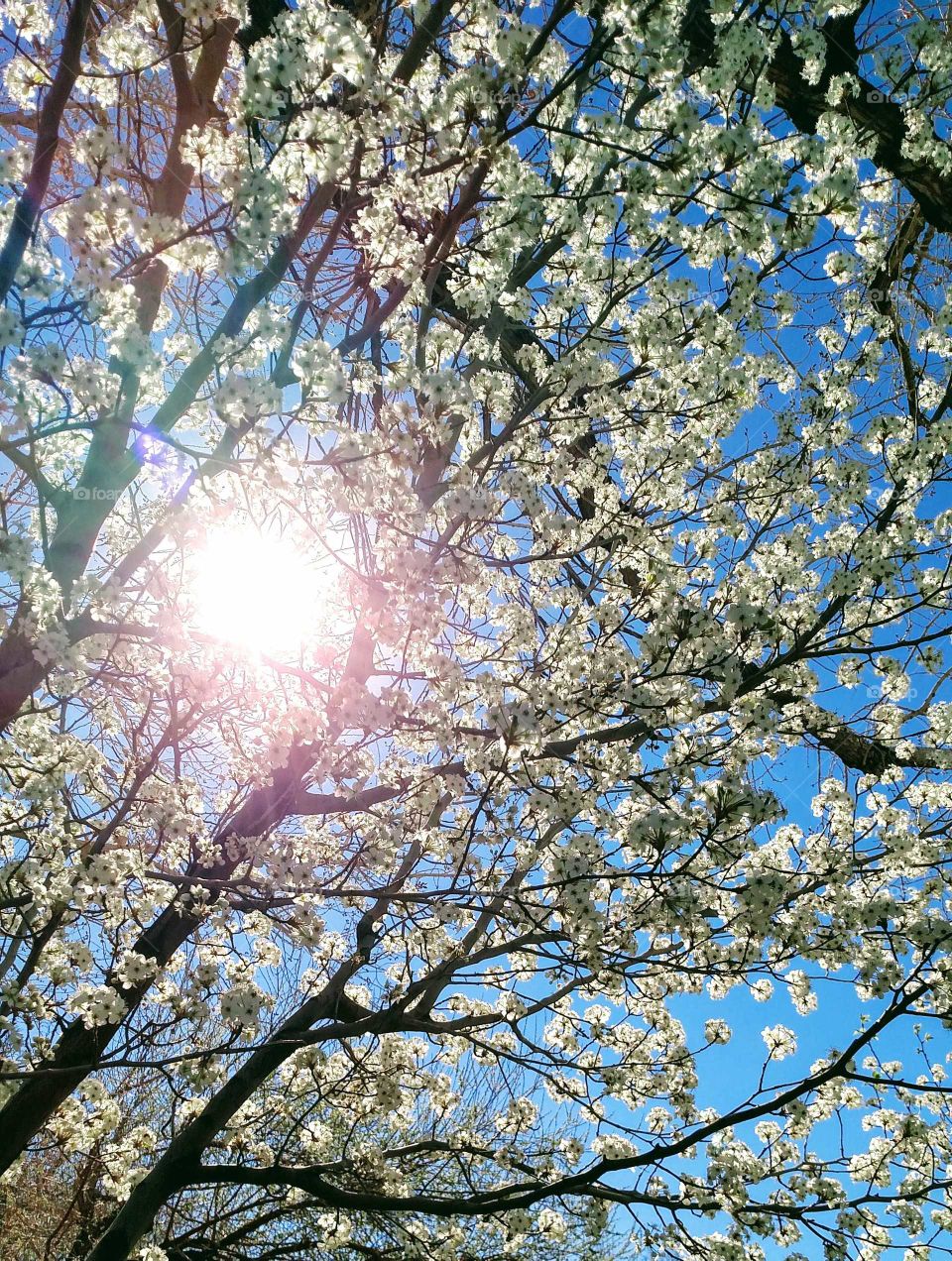 Through the blossoms