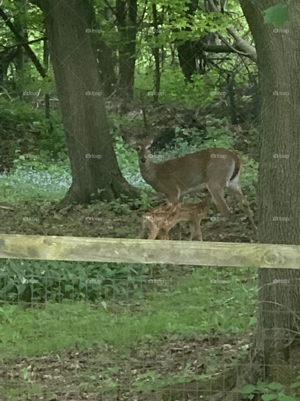Momma deer with babies 