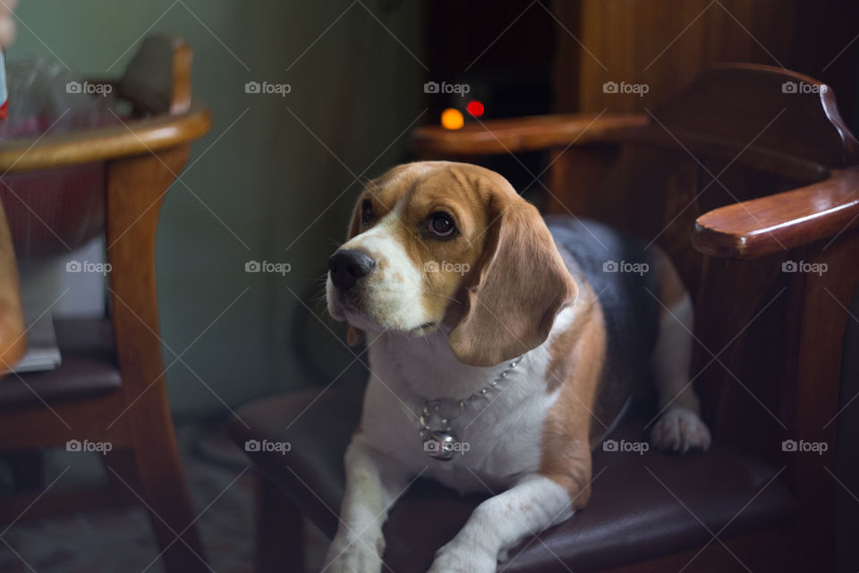 Beagle dog in the chair 