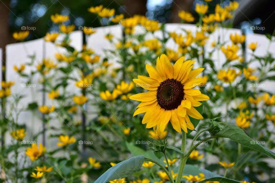 Beautiful sunflowers in front of white picket fence 