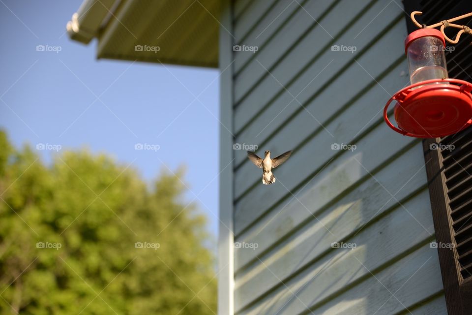 Ruby throated hummingbird