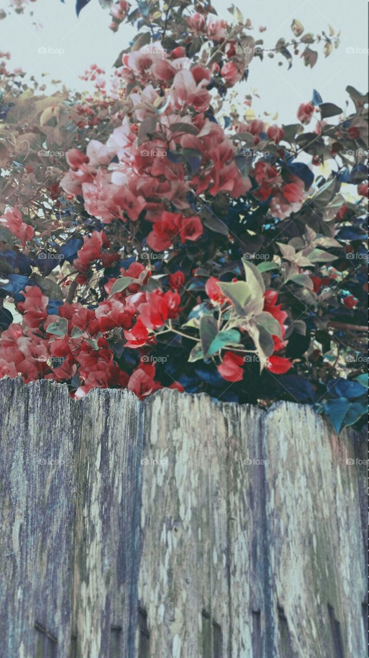 bougainvilla . on the fence