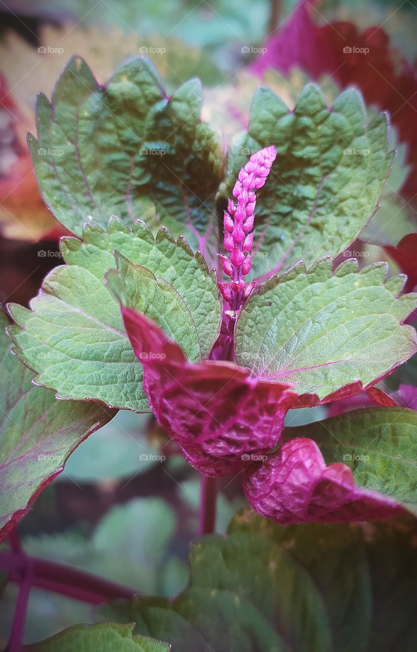 Contrasting shades of magenta and deep green on Coleus foliages with a string of buds in between.