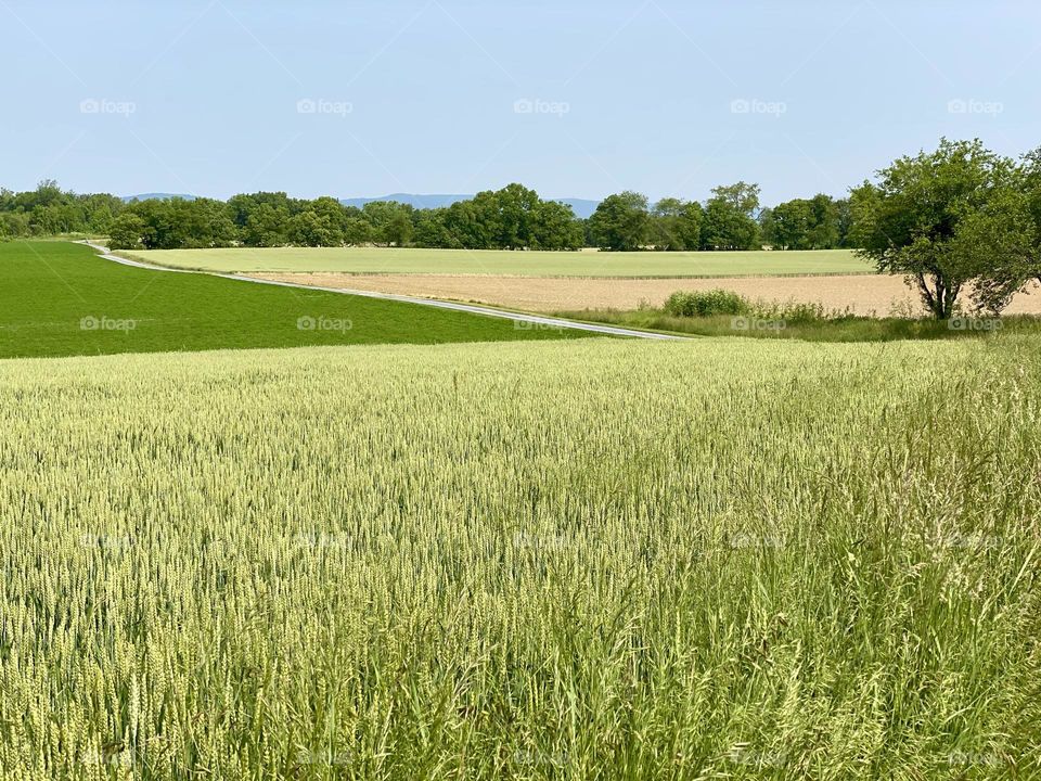 Multicolored fields on a farm