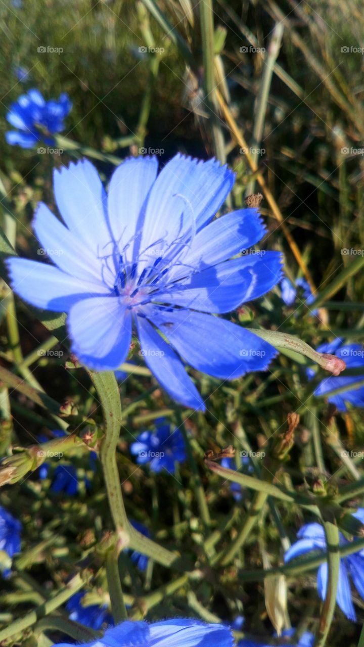Flor azul bonito color