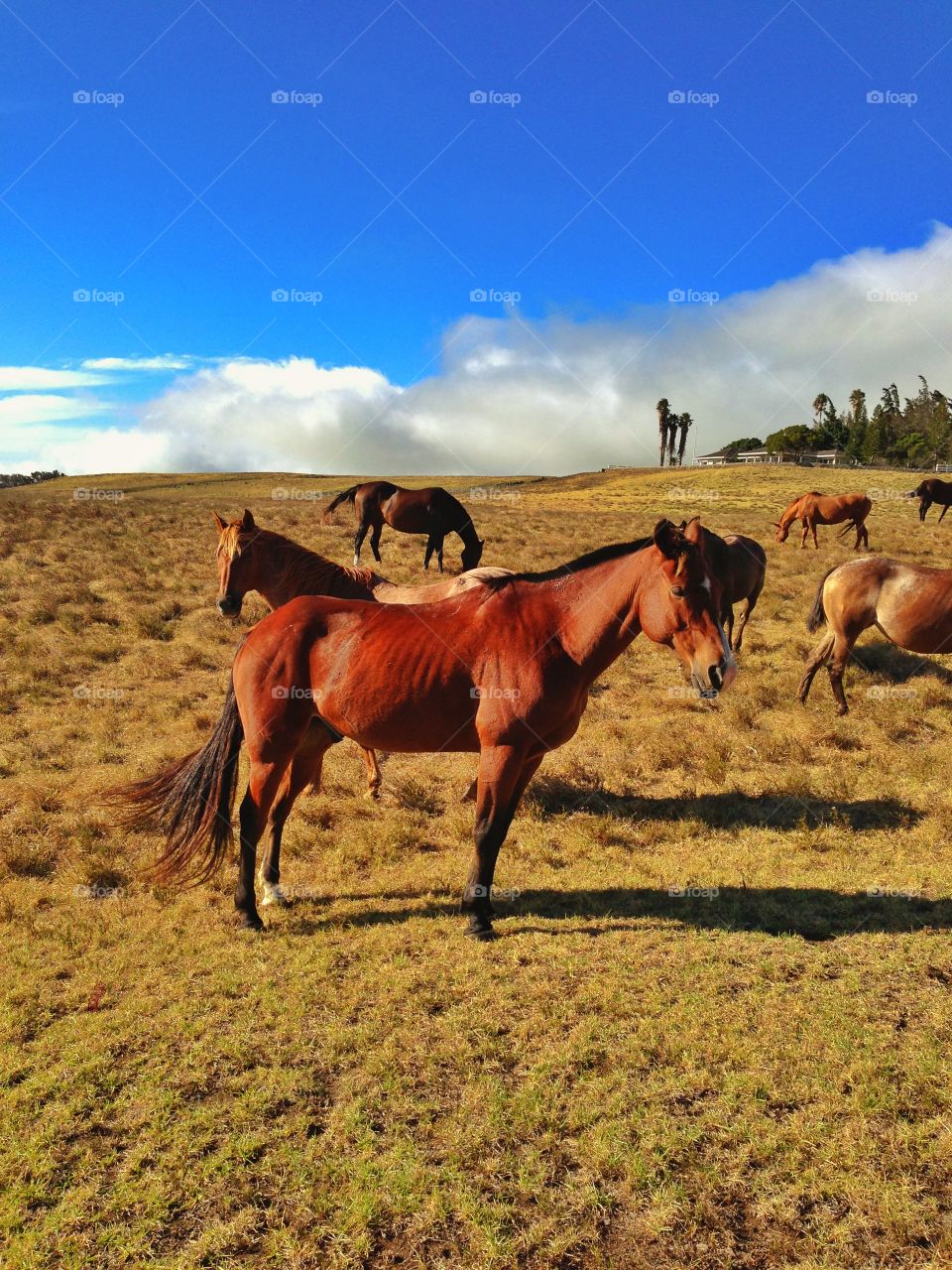 Free range horses . Horses on a Hawaiian mountain enjoying the sun. 