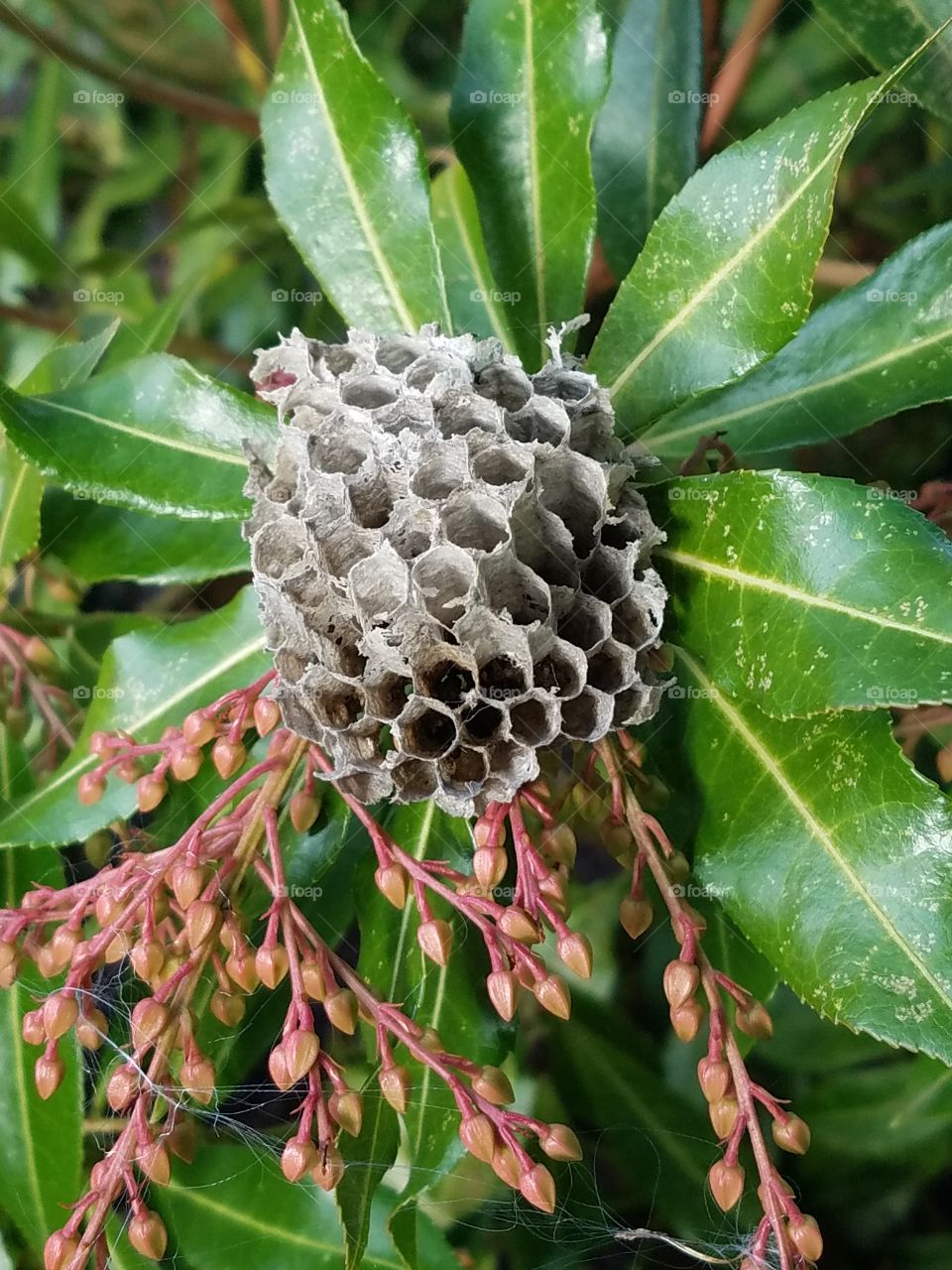 wasp nest flower