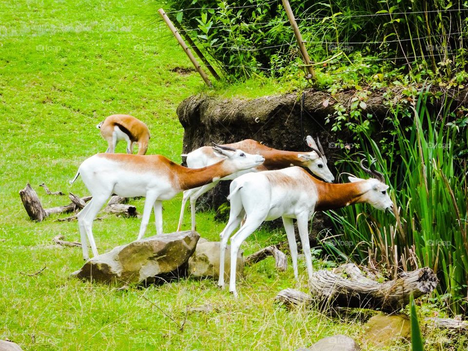 Springbok eating