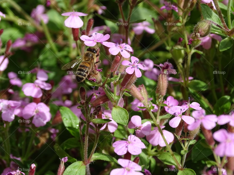 Bee in Phlox. Bee in phlox this morning in the garden