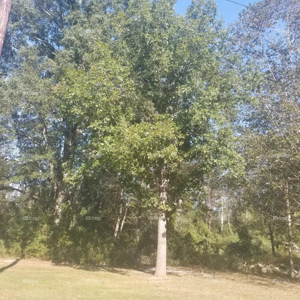 County's Nature