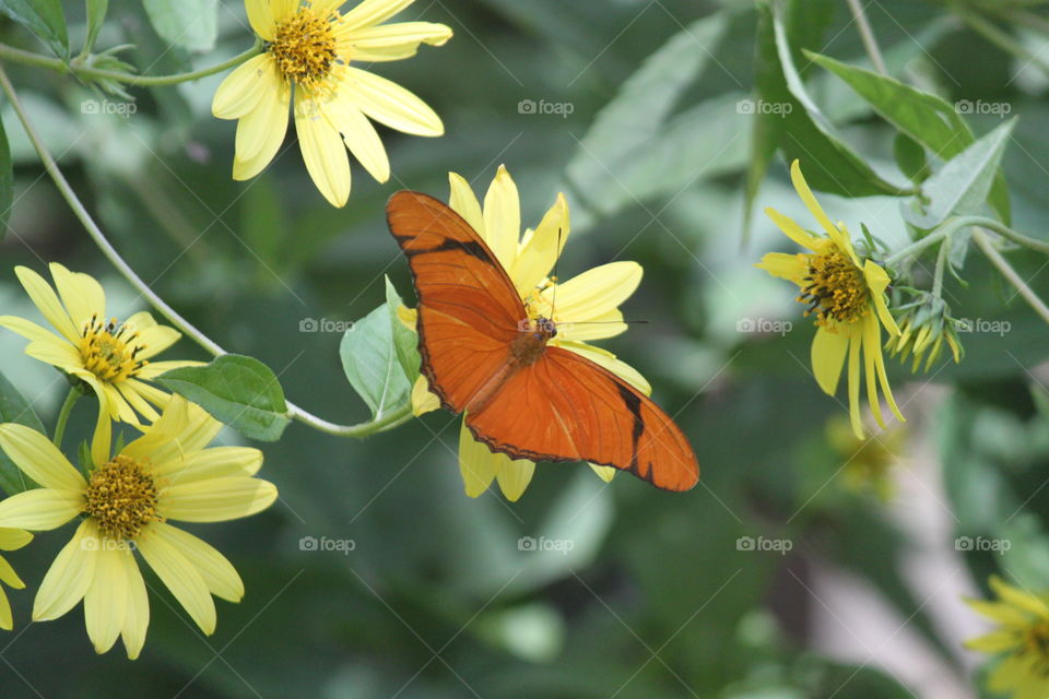 Orange butterfly on yellow flowers