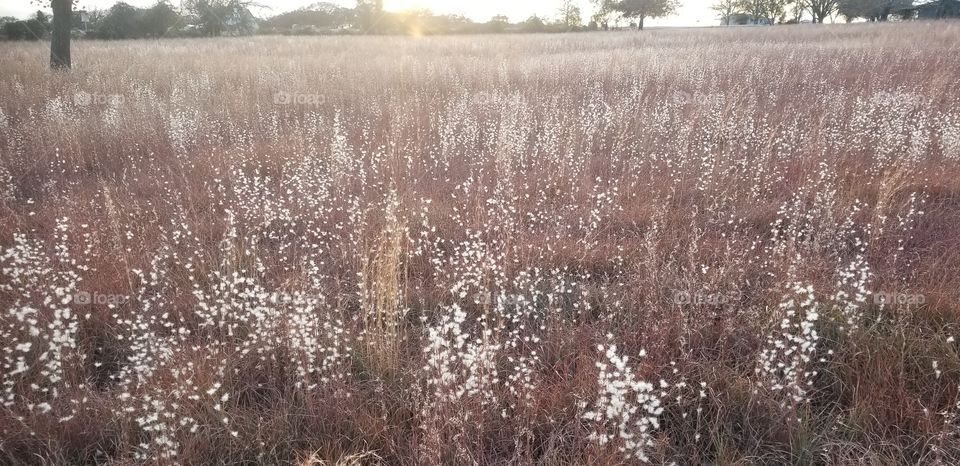 Mixed grass prairie consisting primarily of Andropogon ternarius (splitbeard bluestem) and Schizachyrium scoparium (little bluestem). Sorghum halepense (Johnson grass), Elymus virginicus (Virginia wildrye), and many other species are also present.