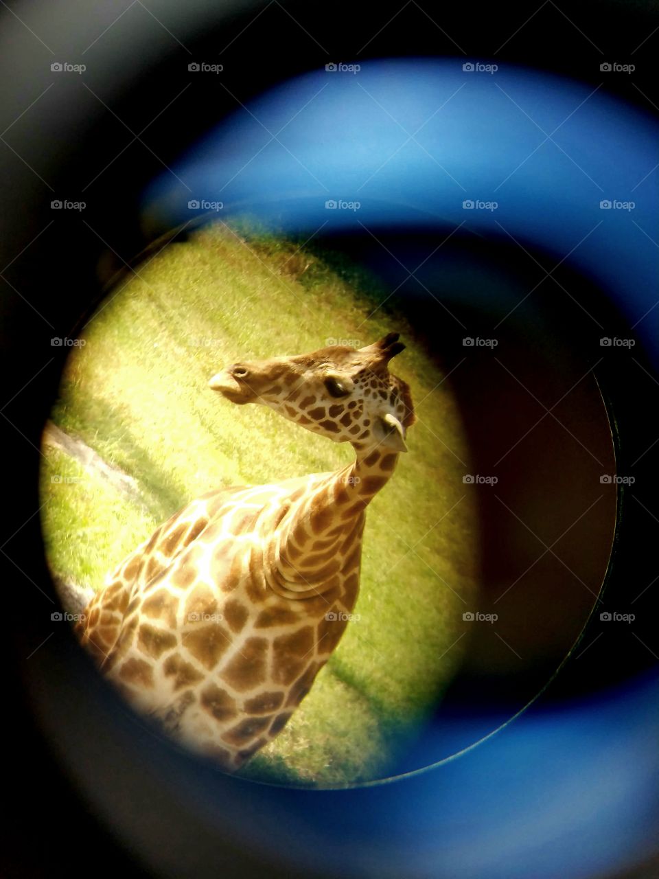 View of a giraffe through the binoculars