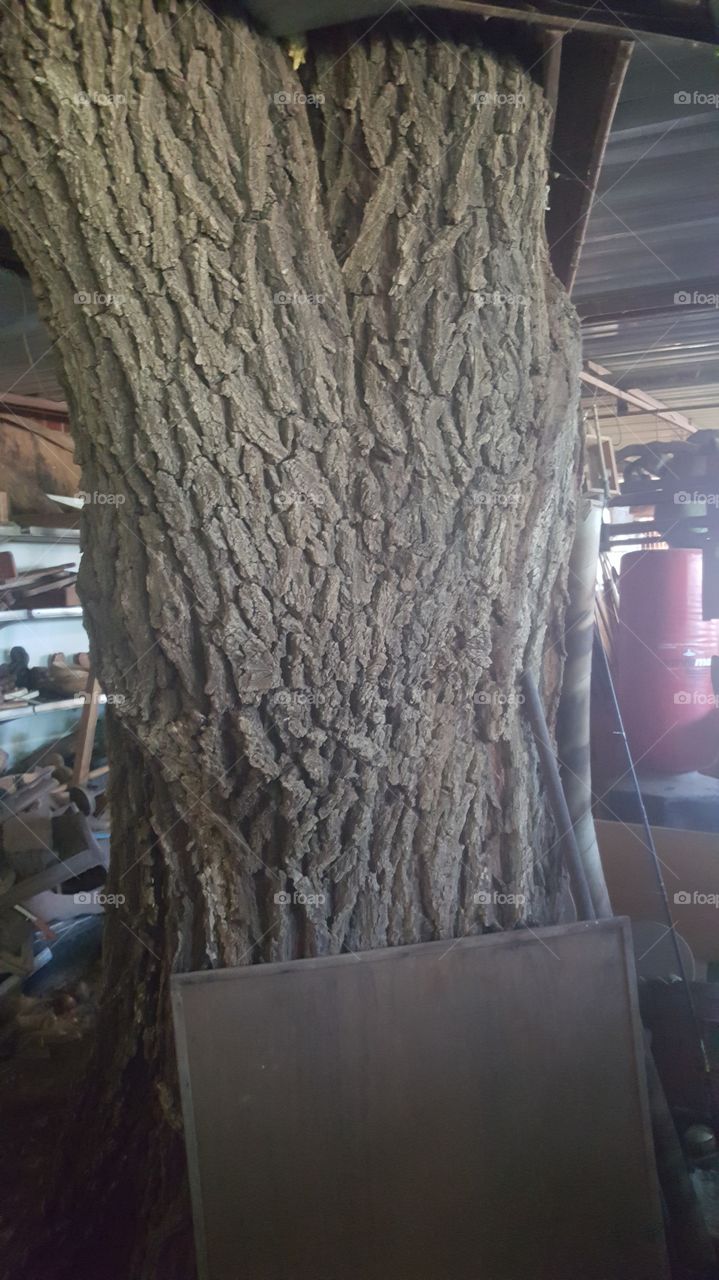 tree inside store