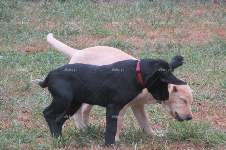 2 lab puppies playing