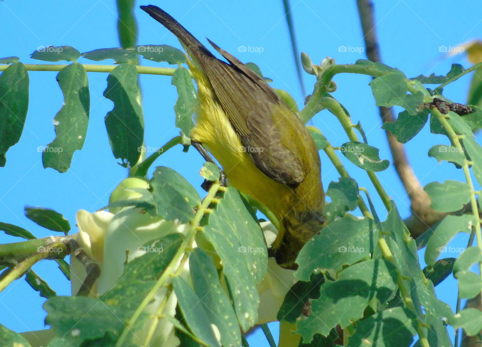 Olive backed - sunbird. Yellow female bird of sunbird for interest to the flower nectar. Assumed with the male of at the one tree. But, they're on a good distance for sounding.