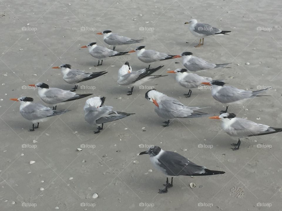 Birds on sand