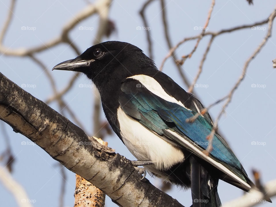 Black Beak Magpie