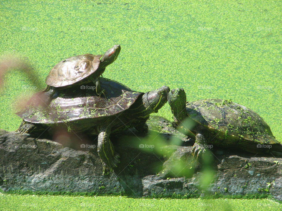 Turtle family