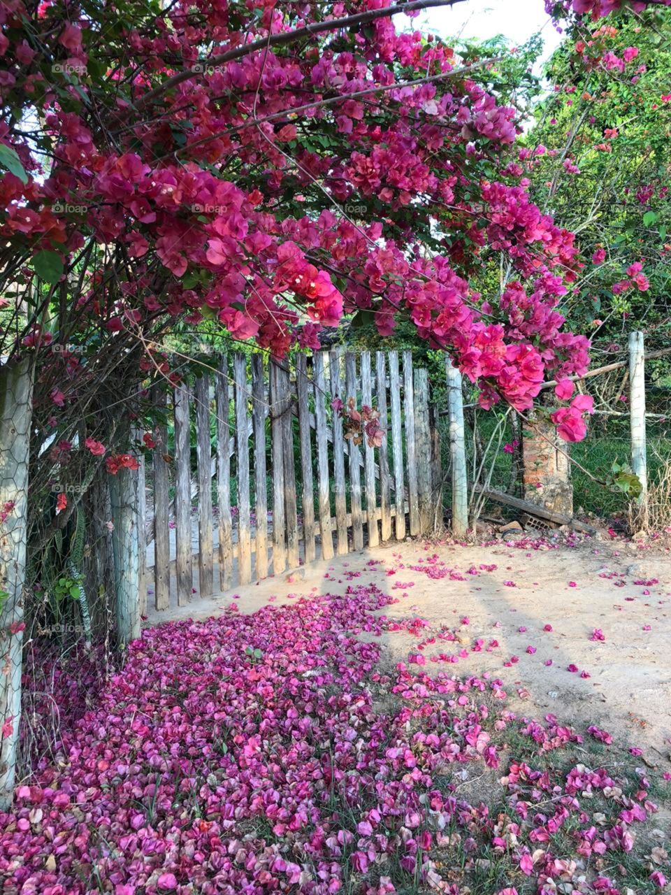 E vejo flores em você! 