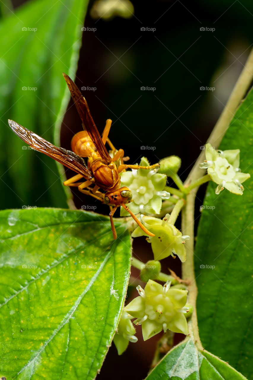 Asian Hornet