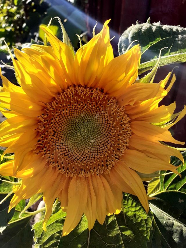 sunflower Odense