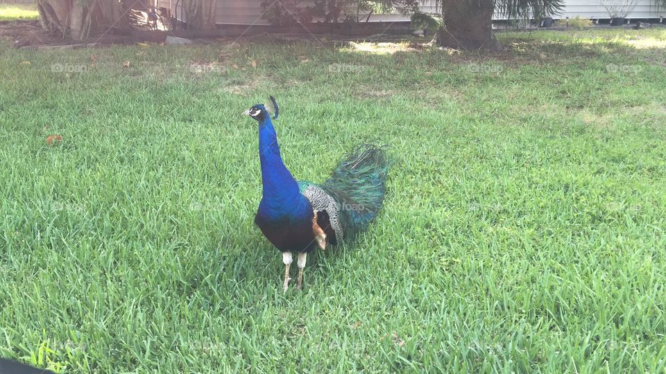 Neighborhood Peacock