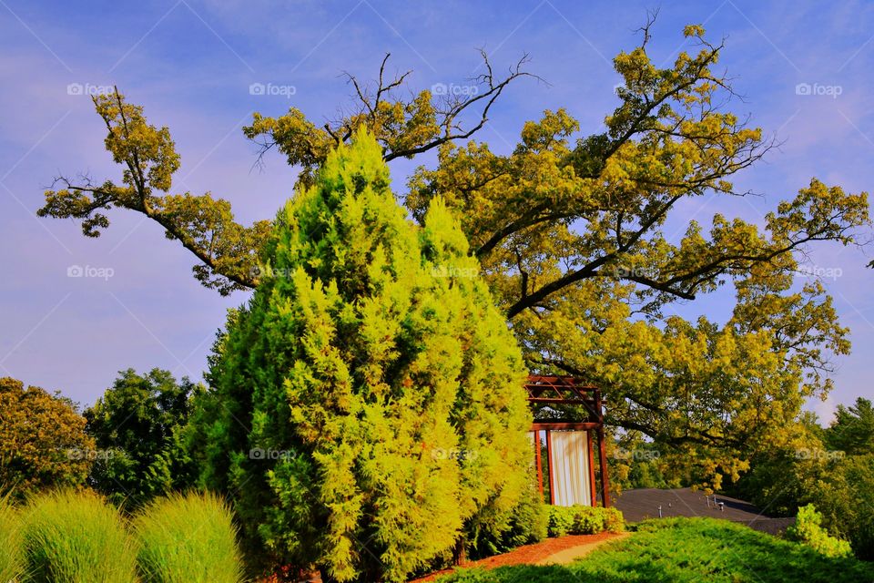 Trees and bushes 