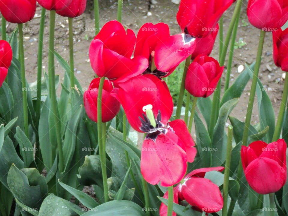 tulip Flowers