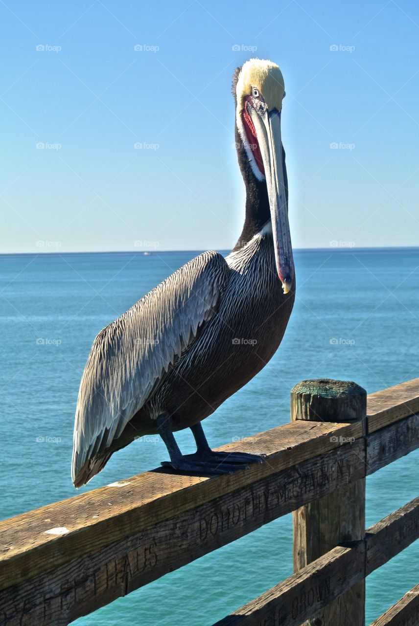 Local pelican