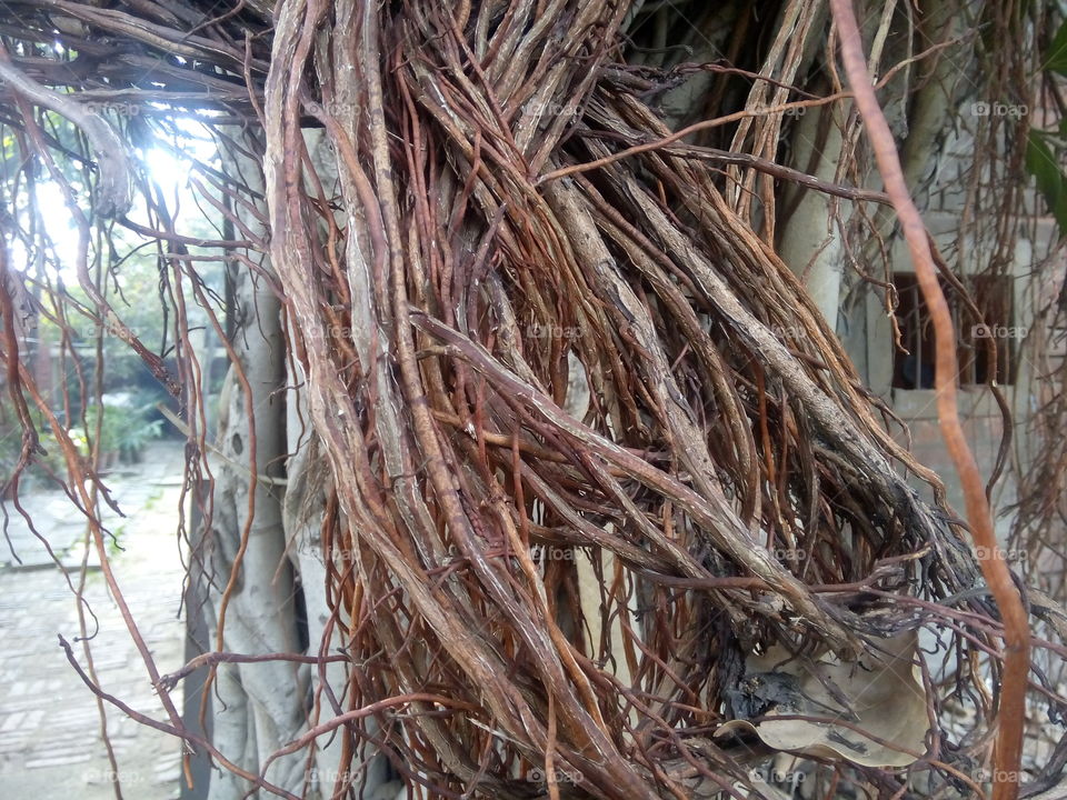 tree root