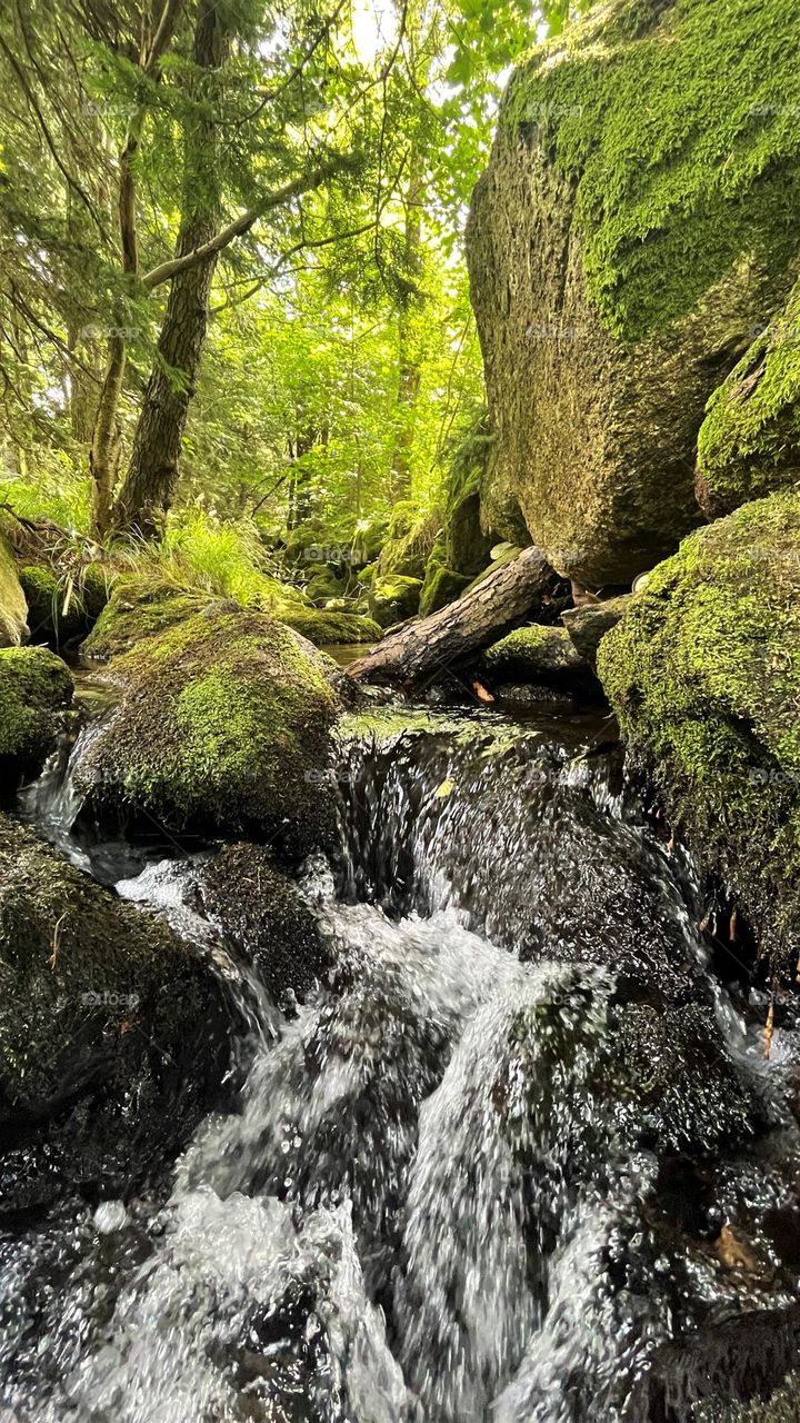 Deep within the forest, where the trees are so thick, and humans rarely venture, you'll find a marvelous stream with crystal-clear water and whimsical trees along its banks. This place is shrouded in mystery and magic.