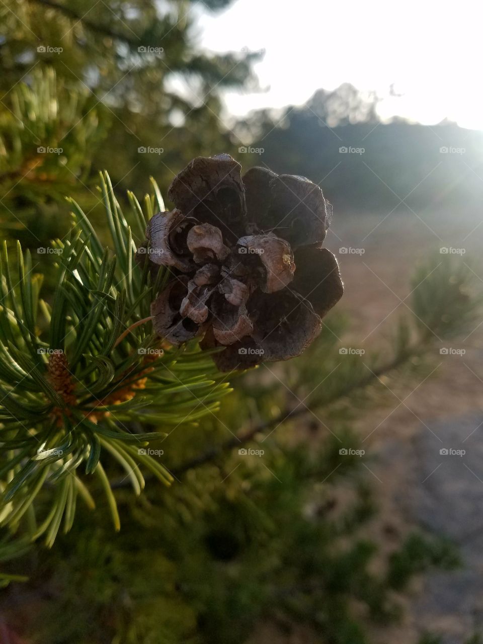 Pinecone
